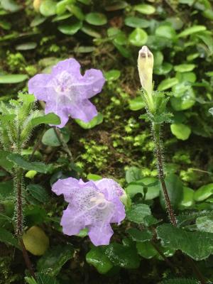 <a href="https://taieol.tw/muse/digi_object/1acf2ad9b5b117ac701aeedc689eaefe" target="_blank">蘭嵌馬藍／By：ailsahsu／iNaturalist</a>