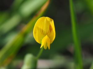 <a href="https://taieol.tw/muse/digi_object/da36be835632ad1c9bf9b71f476c60ff" target="_blank">Zornia gibbosa／By：leaf0605／iNaturalist</a>