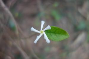 <a href="https://taieol.tw/muse/digi_object/c11aad021a1ec2897d40ff05534a4e4d" target="_blank">絡石／By：chiehliangchen／iNaturalist</a>
