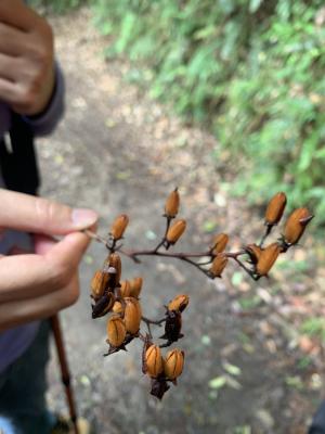 <a href="https://taieol.tw/muse/digi_object/4d3a047561b33ac916af6994489ccbcc" target="_blank">假赤楊／By：formosatree／iNaturalist</a>