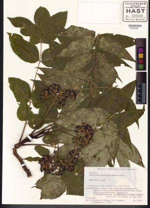 <a href="https://brmas.openmuseum.tw/muse/digi_object/eeeb4785d281e2184ce2e40c45b20316" target="_blank">食茱萸／中央研究院生物多樣性研究博物館植物標本館 (HAST)</a>