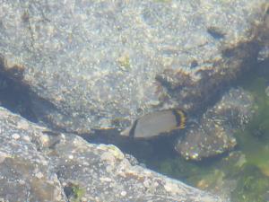 <a href="https://taieol.tw/muse/digi_object/2e7428fdbac26a8783ea35a3bb7e92cf" target="_blank">飄浮蝴蝶魚／By：ospreytim／iNaturalist</a>