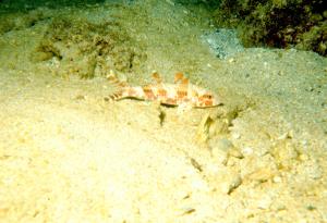 <a href="https://fishdb.sinica.edu.tw/muse/digi_object/793011becf93f2c8bb9b0ecfe70207b9" target="_blank">Upeneus tragula@fishdb-media-3277／陳靜怡</a>
