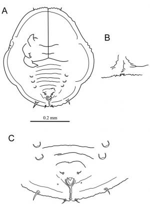 Minutaleyrodes minutus  (Singh, 1931)