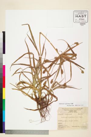 <a href="https://brmas.openmuseum.tw/muse/digi_object/ef1ce5e88e9344dde63319062b307ef9" target="_blank">莎草磚子苗／中央研究院生物多樣性研究博物館植物標本館 (HAST)</a>