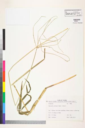 <a href="https://brmas.openmuseum.tw/muse/digi_object/ef242031effba40fad001340a057b7d9" target="_blank">短穎馬唐／中央研究院生物多樣性研究博物館植物標本館 (HAST)</a>