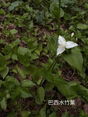 <a href="https://taieol.tw/muse/digi_object/94222e324c3084fa1ca9d3a8162936f1" target="_blank">巴西水竹葉／By：buggi／iNaturalist</a>