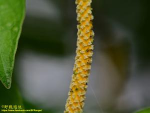 <a href="https://taieol.tw/muse/digi_object/a4657328ee664440b504c47248fdbd12" target="_blank">風藤／By：kinmatsu／iNaturalist</a>