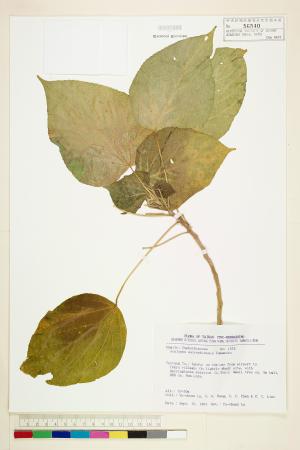 <a href="https://brmas.openmuseum.tw/muse/digi_object/ef72cec0c9e932cb3ba8118f8e140189" target="_blank">花蓮鐵莧／中央研究院生物多樣性研究博物館植物標本館 (HAST)</a>