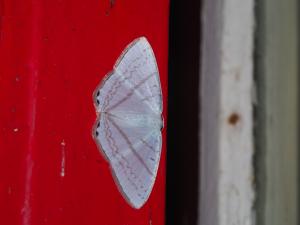 <a href="https://taieol.tw/muse/digi_object/e415e9a25aa86b2c4372354cf6707c5d" target="_blank">Micronidia intermedia／By：max822／iNaturalist</a>