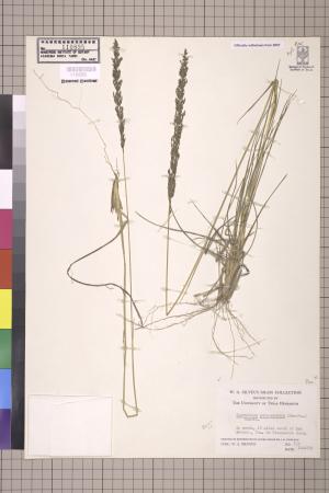 <a href="https://brmas.openmuseum.tw/muse/digi_object/ef7f3de19a44fdcdca09615faf94a9c7" target="_blank">鼠尾粟屬／中央研究院生物多樣性研究博物館植物標本館 (HAST)</a>