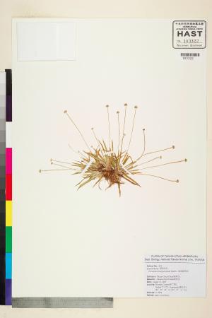 <a href="https://brmas.openmuseum.tw/muse/digi_object/ef85e093acc32365ce1ba57d3f4f792e" target="_blank">連萼穀精草／中央研究院生物多樣性研究博物館植物標本館 (HAST)</a>