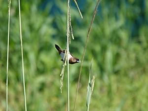 <a href="https://taieol.tw/muse/digi_object/f870e4abb1a199da92edfc300ef5c5fc" target="_blank">白腰文鳥／By：alexsu／iNaturalist</a>