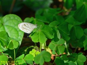 <a href="https://taieol.tw/muse/digi_object/4c7a39e574164c84ffed053e3797fe4a" target="_blank">纖粉蝶／By：kinmatsu／iNaturalist</a>