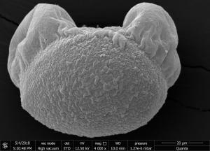 <a href="https://ntm-naturearchive.openmuseum.tw/muse/digi_object/5554aca45c271096a1f858c111120189" target="_blank">臺灣油杉／國立臺灣博物館</a>