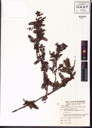 <a href="https://brmas.openmuseum.tw/muse/digi_object/efdc28a2eca0e4140b24a5f28d0efe5e" target="_blank">華西小石積／中央研究院生物多樣性研究博物館植物標本館 (HAST)</a>