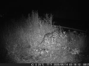 <a href="https://taieol.tw/muse/digi_object/ffd79fe0c981bb1d83e671dd35326ee5" target="_blank">麝香貓／By：shainy／iNaturalist</a>