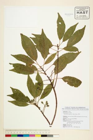 <a href="https://brmas.openmuseum.tw/muse/digi_object/f01617185324720be48131e932ce824b" target="_blank">薯豆／中央研究院生物多樣性研究博物館植物標本館 (HAST)</a>