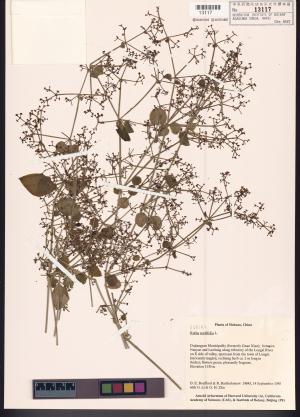 <a href="https://brmas.openmuseum.tw/muse/digi_object/f01b62d526cca5deed32b6b917d7e75c" target="_blank">紅藤仔草／中央研究院生物多樣性研究博物館植物標本館 (HAST)</a>