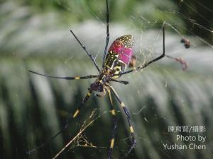 橫帶人面蜘蛛 