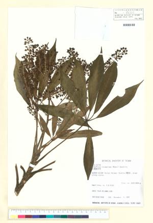 <a href="https://brmas.openmuseum.tw/muse/digi_object/f0631b858548a18ab6bb5dd9cff04f09" target="_blank">台灣鵝掌柴／中央研究院生物多樣性研究博物館植物標本館 (HAST)</a>