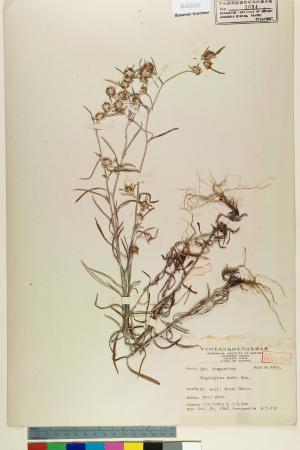 <a href="https://brmas.openmuseum.tw/muse/digi_object/f069fb0cd90d7c77ab94e1f4b1d0dd4e" target="_blank">鼠麴草屬／中央研究院生物多樣性研究博物館植物標本館 (HAST)</a>