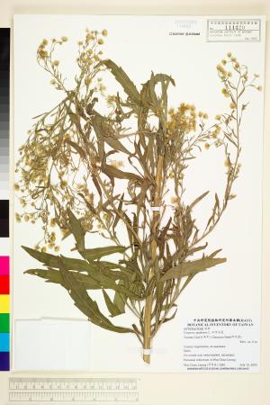 <a href="https://brmas.openmuseum.tw/muse/digi_object/f06e68d263a410b25af10e11faf0fe0f" target="_blank">加拿大蓬／中央研究院生物多樣性研究博物館植物標本館 (HAST)</a>