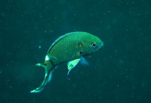 <a href="https://fishdb.sinica.edu.tw/muse/digi_object/5848cb2359a905683f105f28fe711675" target="_blank">Neopomacentrus cyanomos@fishdb-media-13022／蔡正一</a>