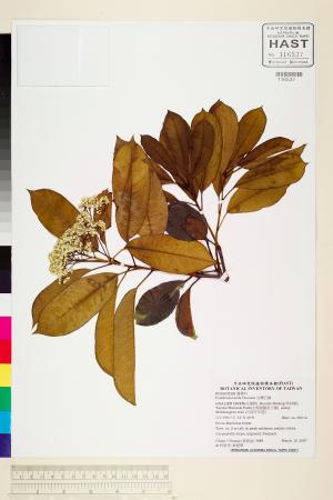 <a href="https://brmas.openmuseum.tw/muse/digi_object/f08b0581ac84b4b99cf18db001125572" target="_blank">台灣石楠／中央研究院生物多樣性研究博物館植物標本館 (HAST)</a>