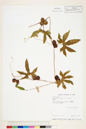 <a href="https://brmas.openmuseum.tw/muse/digi_object/f091ad3f2c3cdf8275a1f9f0976e7ac4" target="_blank">雙輪瓜／中央研究院生物多樣性研究博物館植物標本館 (HAST)</a>