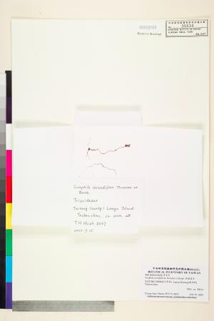 <a href="https://brmas.openmuseum.tw/muse/digi_object/f09513f7701c8b10b06e194be4666959" target="_blank">錫蘭霉草／中央研究院生物多樣性研究博物館植物標本館 (HAST)</a>
