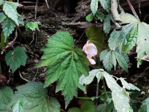 Begonia laciniata Roxb., 1814