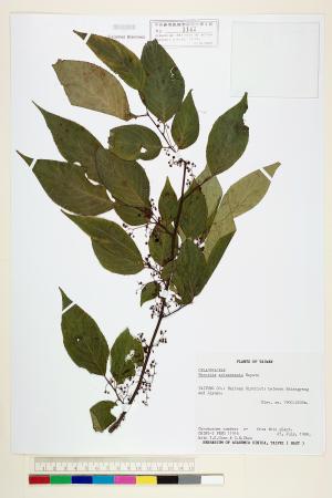 <a href="https://brmas.openmuseum.tw/muse/digi_object/f0a3eeca7785870c3a76637fdd19f1f7" target="_blank">佩羅特木／中央研究院生物多樣性研究博物館植物標本館 (HAST)</a>