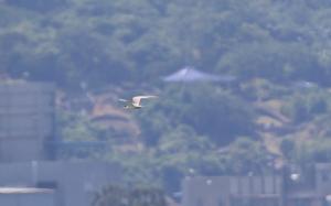 <a href="https://taieol.tw/muse/digi_object/5f9264e4d072d9156f9b5c250804f347" target="_blank">鳳頭燕鷗／By：allenlyu／iNaturalist</a>