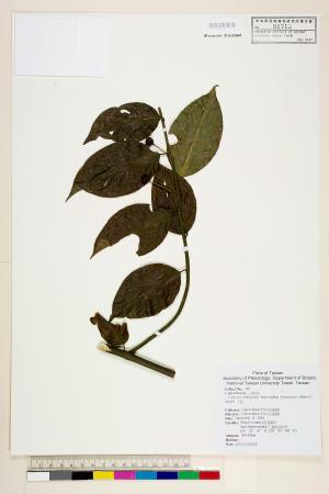<a href="https://brmas.openmuseum.tw/muse/digi_object/f0cae399eedc6ac00106d6df8dd24a6e" target="_blank">山柑／中央研究院生物多樣性研究博物館植物標本館 (HAST)</a>