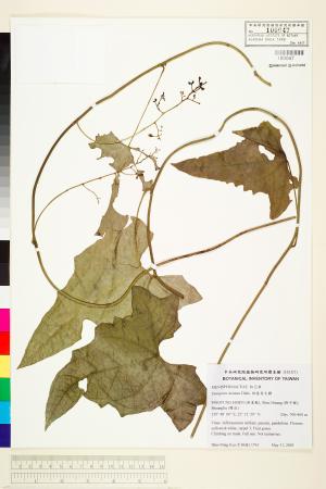 <a href="https://brmas.openmuseum.tw/muse/digi_object/f0ef80812b078d9ec8628cda0e30941c" target="_blank">恆春青牛膽／中央研究院生物多樣性研究博物館植物標本館 (HAST)</a>