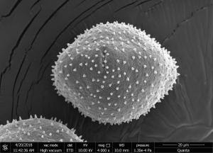 <a href="https://ntm-naturearchive.openmuseum.tw/muse/digi_object/ced34f3eb9c5df7f018195abfc4b2ac6" target="_blank">忍冬／國立臺灣博物館</a>