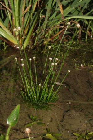 小穀精草-Eriocaulaceae榖精草科-穀精草屬-Eriocaulon cinereum-IMG_7151