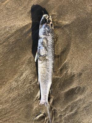 <a href="https://taieol.tw/muse/digi_object/dd22454cb2f0634987b55d62bbb5a057" target="_blank">鯔／By：dajiang／iNaturalist</a>