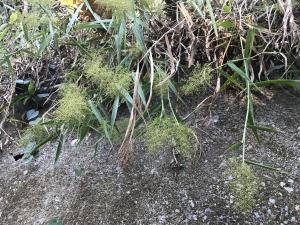 <a href="https://taieol.tw/muse/digi_object/04afbfdfaab161d0a360ad82c769ba4a" target="_blank">藤竹草／By：penlock／iNaturalist</a>