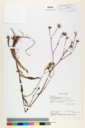 <a href="https://brmas.openmuseum.tw/muse/digi_object/f12ca5afde942f972a6b7a937cf3591a" target="_blank">玉山毛蓮菜／中央研究院生物多樣性研究博物館植物標本館 (HAST)</a>