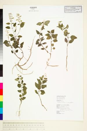 <a href="https://brmas.openmuseum.tw/muse/digi_object/f12d06c4b1a4c951faf8e702240c7013" target="_blank">臺灣黃芩／中央研究院生物多樣性研究博物館植物標本館 (HAST)</a>