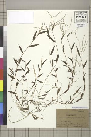 <a href="https://brmas.openmuseum.tw/muse/digi_object/f139b639c5140c67277b21f522f0b6da" target="_blank">莠竹屬／中央研究院生物多樣性研究博物館植物標本館 (HAST)</a>