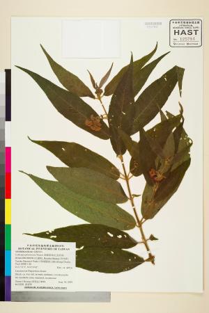 <a href="https://brmas.openmuseum.tw/muse/digi_object/f14065c8e011abacb4464735e3bbbb42" target="_blank">細葉紫珠(紅面將軍)／中央研究院生物多樣性研究博物館植物標本館 (HAST)</a>