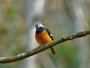 <a href="https://taieol.tw/muse/digi_object/ad4ee69562b03fe508b7e3db45b08927" target="_blank">黃尾鴝／By：rich_yang／iNaturalist</a>