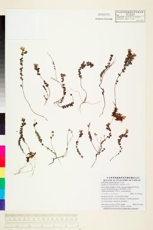 <a href="https://brmas.openmuseum.tw/muse/digi_object/f14a1e5be4e80f94e7f4a53d77386681" target="_blank">太魯閣小米草／中央研究院生物多樣性研究博物館植物標本館 (HAST)</a>