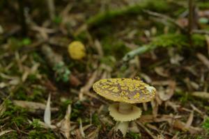 <a href="https://taieol.tw/muse/digi_object/c956ff1f57a7eecb7ae581408faf0310" target="_blank">Amanita／By：Jody Hsieh／蕈哥菇妹園地(The Forum of Fungi)</a>