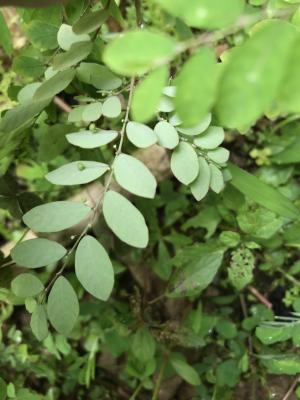 <a href="https://taieol.tw/muse/digi_object/d8a04b98efe969c4bacc187bf7bbdfb3" target="_blank">五蕊油柑／By：t_y／iNaturalist</a>