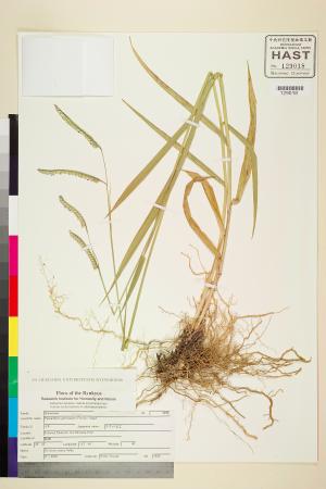 <a href="https://brmas.openmuseum.tw/muse/digi_object/f15a3078c955ee8d4706fa5ff46c4bd6" target="_blank">類雀稗屬／中央研究院生物多樣性研究博物館植物標本館 (HAST)</a>