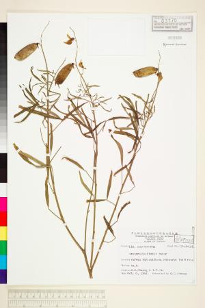 <a href="https://brmas.openmuseum.tw/muse/digi_object/f16b49427f871b0db1ac8c68d05ba633" target="_blank">野百合屬／中央研究院生物多樣性研究博物館植物標本館 (HAST)</a>